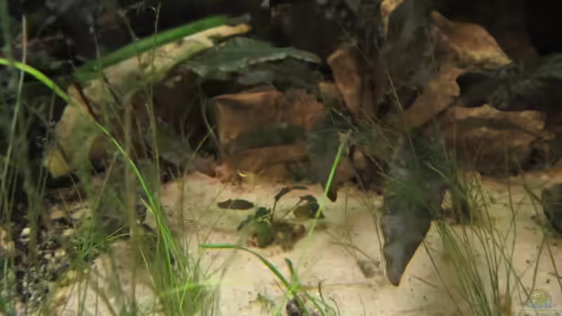 Pflanzen im Aquarium Becken 23505 von Shazrak (13)