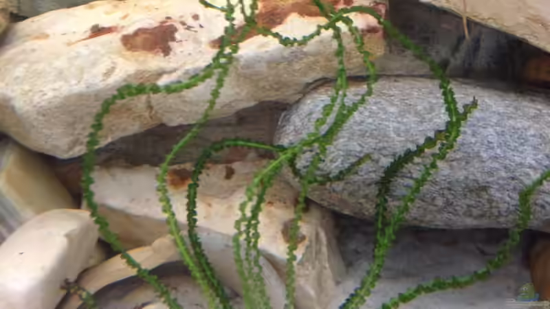 Pflanzen im Aquarium Becken 23671 von Alexander Leixner (7)