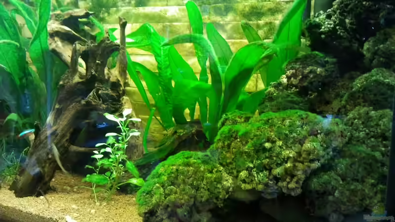 Pflanzen im Aquarium Becken 23725 von Martin Bolz (3)