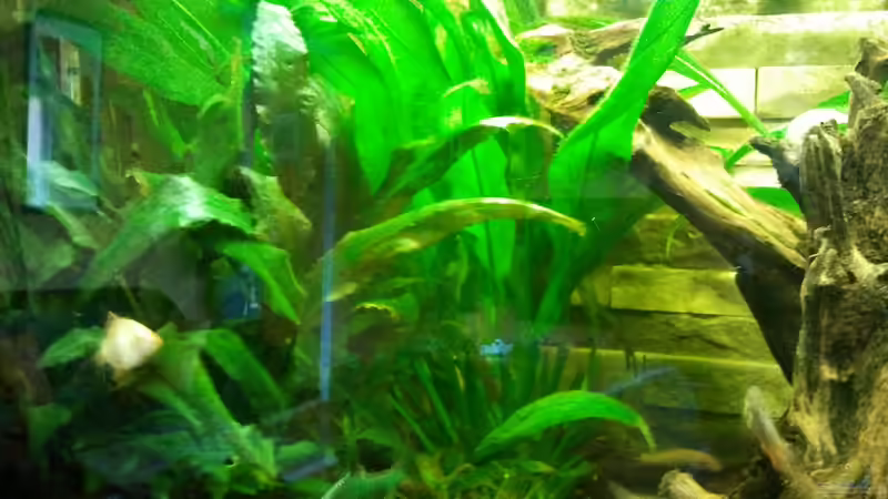 Pflanzen im Aquarium Becken 23725 von Martin Bolz (4)