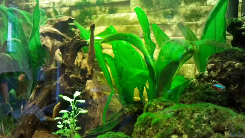 Pflanzen im Aquarium Becken 23725 von Martin Bolz (5)