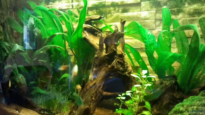 Pflanzen im Aquarium Becken 23725 von Martin Bolz (9)