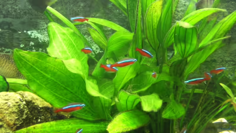 Pflanzen im Aquarium Becken 23730 von Dr. W-T. (2)