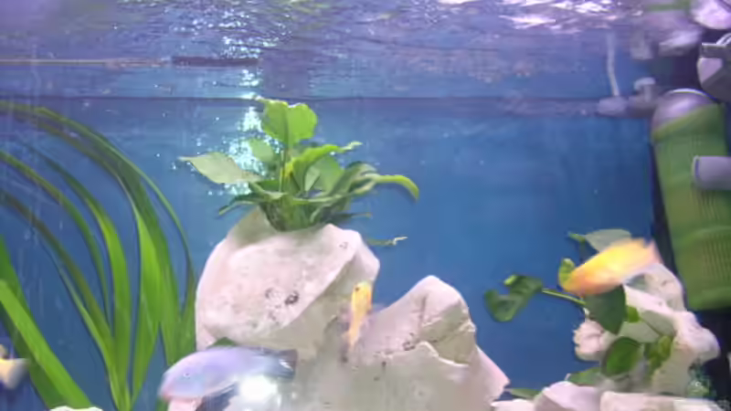 Pflanzen im Aquarium Becken 2374 von Thomas Neuhaus (4)