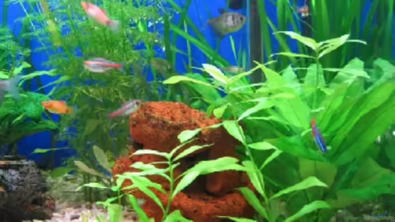 Pflanzen im Aquarium Becken 2376 von Helmut Ferchl (3)