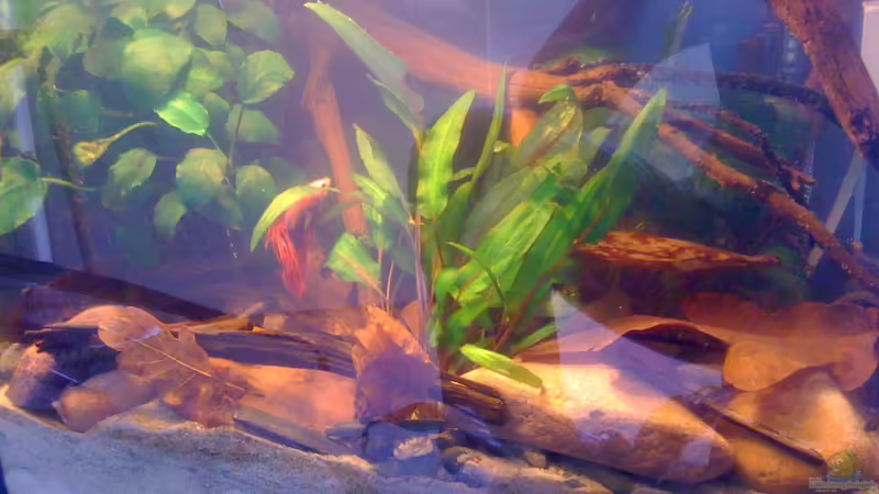 Pflanzen im Aquarium Becken 23787 von pic-mac (2)