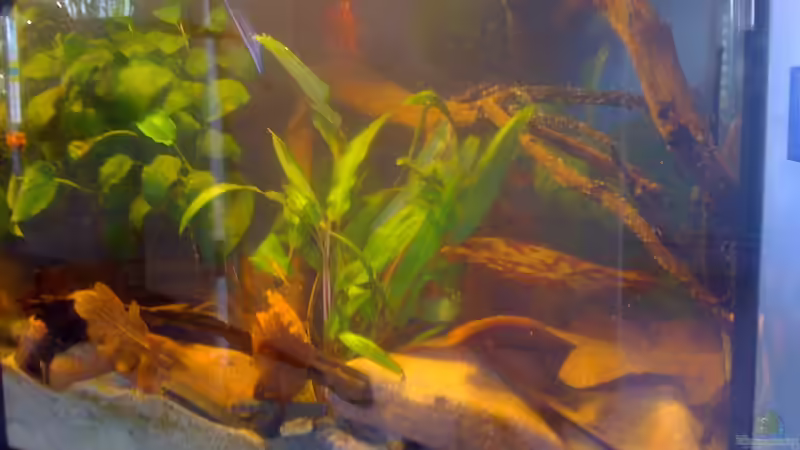 Pflanzen im Aquarium Becken 23787 von pic-mac (3)