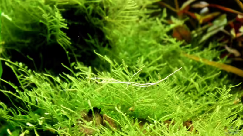 Pflanzen im Aquarium Becken 23904 von Annika (28)