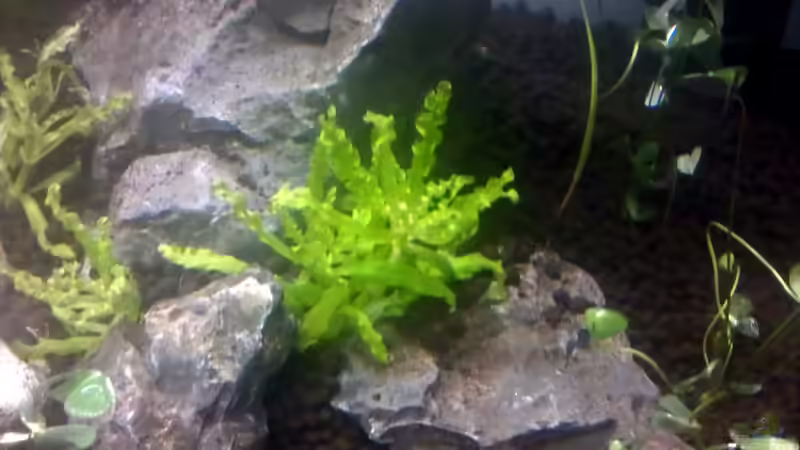 Pflanzen im Aquarium Becken 23944 von Georg1983 (2)