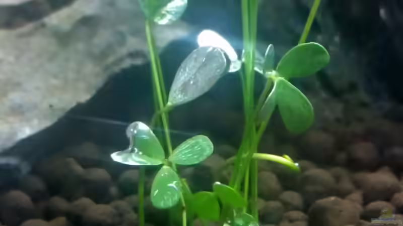 Pflanzen im Aquarium Becken 23944 von Georg1983 (3)