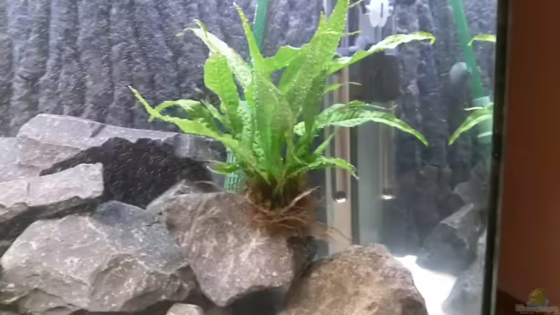 Pflanzen im Aquarium Becken 24174 von Joseg (4)