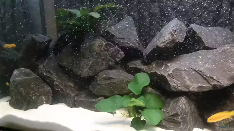Pflanzen im Aquarium Becken 24174 von Joseg (5)