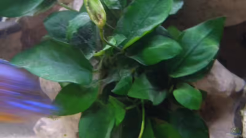 Pflanzen im Aquarium Becken 2422 von Dominik Losinzky (7)