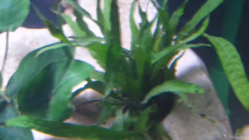 Pflanzen im Aquarium Becken 2422 von Dominik Losinzky (8)