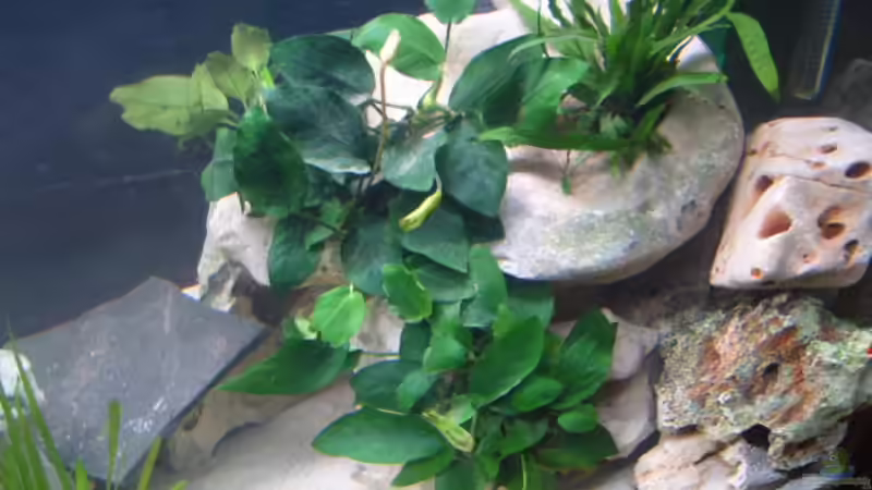 Pflanzen im Aquarium Becken 2422 von Dominik Losinzky (9)