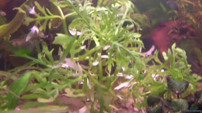 Pflanzen im Aquarium Becken 2424 von Patrick Ostländer (6)