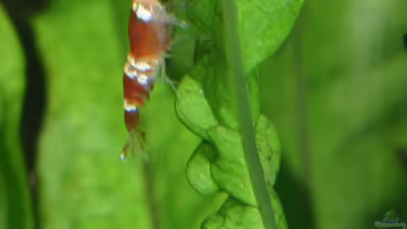 Pflanzen im Aquarium Becken 2427 von Münker Stephan (4)