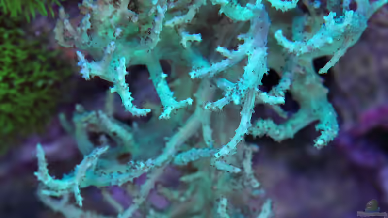 Pflanzen im Aquarium Becken 24291 von meerwasser-gb (11)