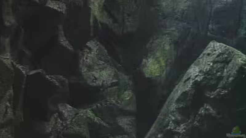 Pflanzen im Aquarium Becken 245 von Tobias Torke (3)