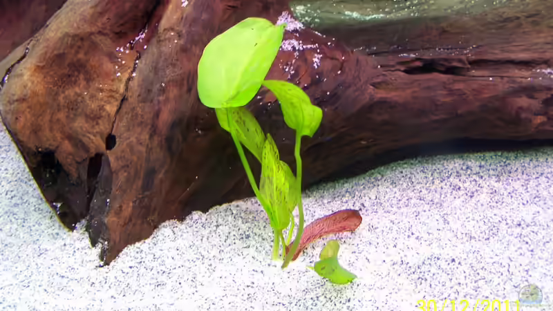 Pflanzen im Aquarium Becken 24596 von Stefan Arenth (17)