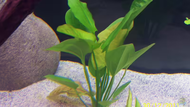 Pflanzen im Aquarium Becken 24596 von Stefan Arenth (21)