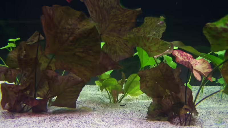 Pflanzen im Aquarium Becken 24596 von Stefan Arenth (23)