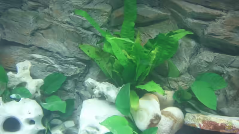 Pflanzen im Aquarium Becken 2461 von Jan Kadletz (3)
