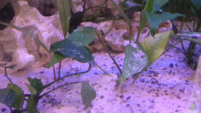 Pflanzen im Aquarium Becken 2467 von Thomas Schlechter (7)