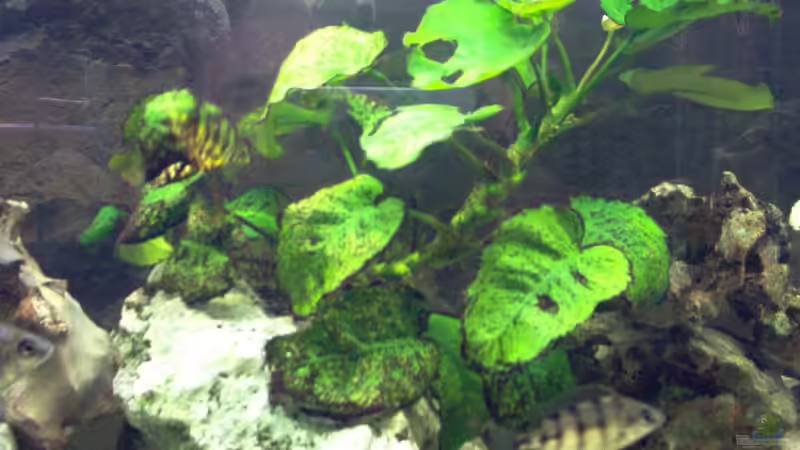 Pflanzen im Aquarium Becken 2496 von Alexander Siefer (5)