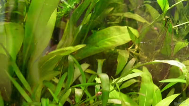 Pflanzen im Aquarium Becken 2497 von Anke Lutter (4)