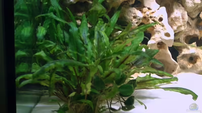 Pflanzen im Aquarium Becken 2499 von Thomas-Jörg Prütz (4)