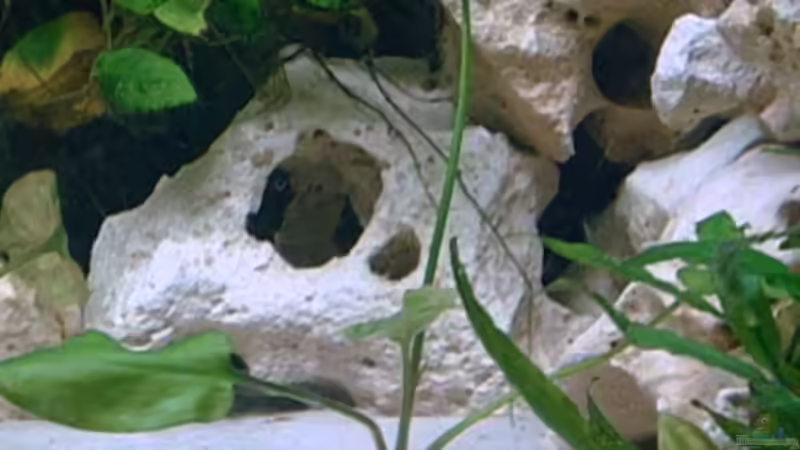 Pflanzen im Aquarium Becken 2499 von Thomas-Jörg Prütz (5)