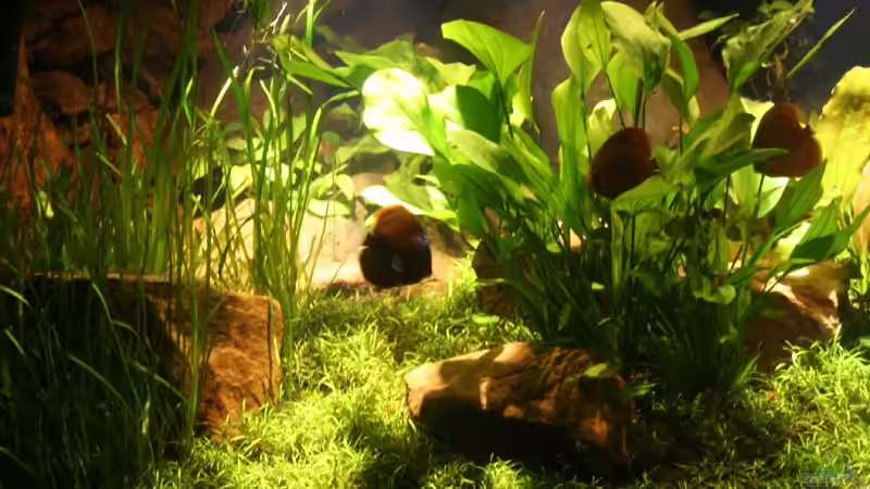 Pflanzen im Aquarium Becken 2500 von Marcus Schulte (10)