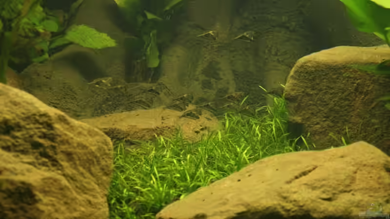 Pflanzen im Aquarium Becken 2500 von Marcus Schulte (8)