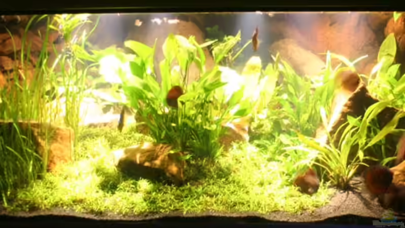 Pflanzen im Aquarium Becken 2500 von Marcus Schulte (9)