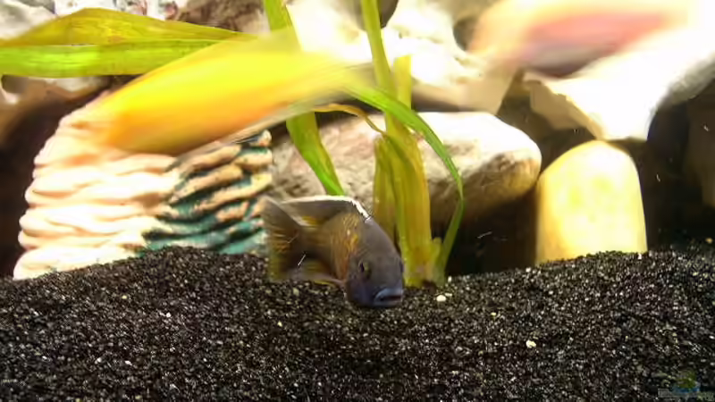 Pflanzen im Aquarium Becken 251 von Helmut Auburger (4)