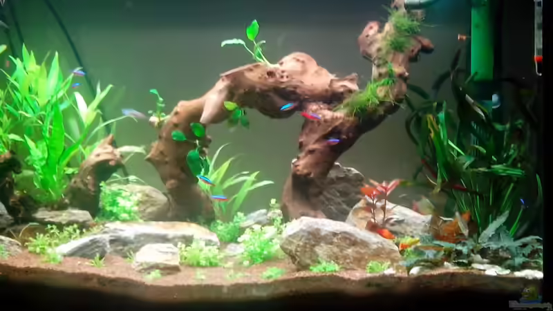 Pflanzen im Aquarium Becken 25121 von Neulinger (4)