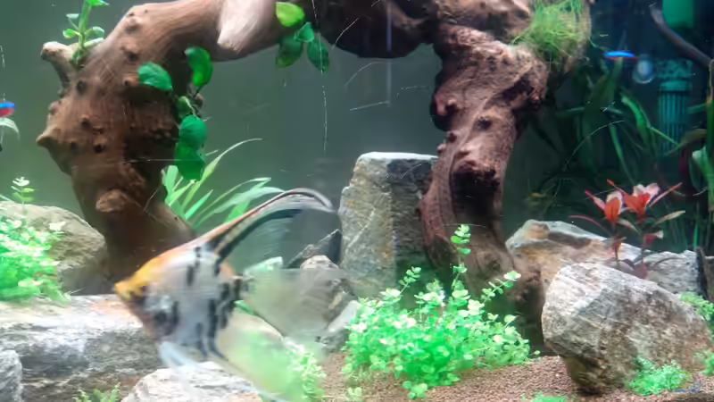 Pflanzen im Aquarium Becken 25121 von Neulinger (5)