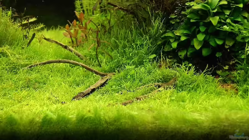 Pflanzen im Aquarium Becken 25160 von Torsten Thiel (4)