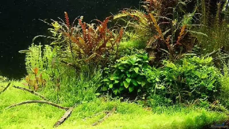 Pflanzen im Aquarium Becken 25160 von Torsten Thiel (5)