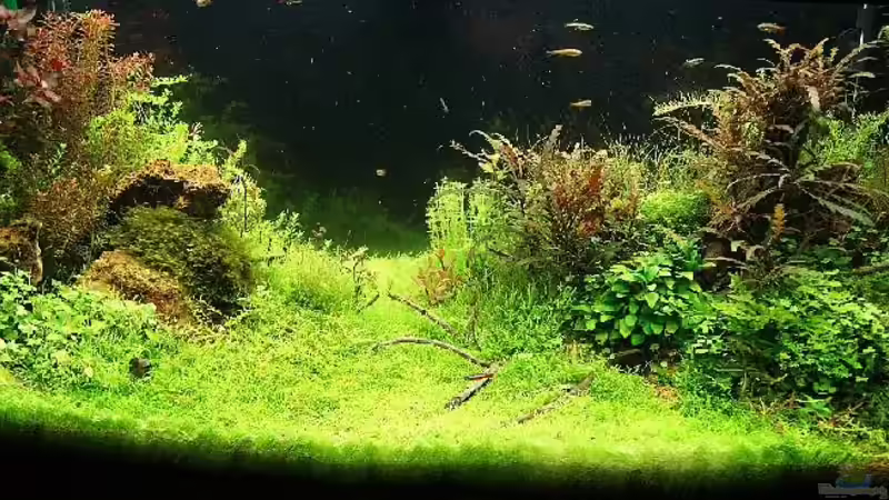 Pflanzen im Aquarium Becken 25160 von Torsten Thiel (8)