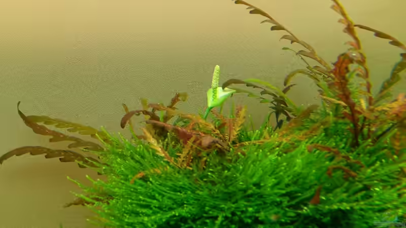 Pflanzen im Aquarium Becken 25169 von NickHo (2)