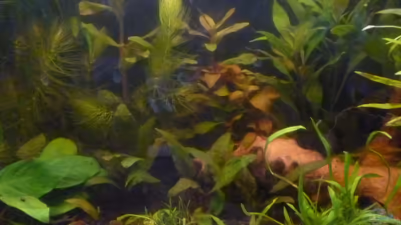 Pflanzen im Aquarium Becken 25217 von Freudenfeuer (10)