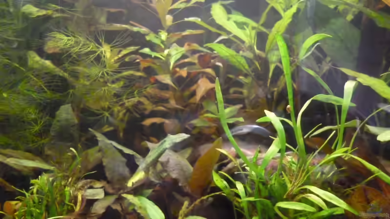 Pflanzen im Aquarium Becken 25217 von Freudenfeuer (11)