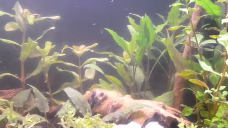 Pflanzen im Aquarium Becken 25217 von Freudenfeuer (4)