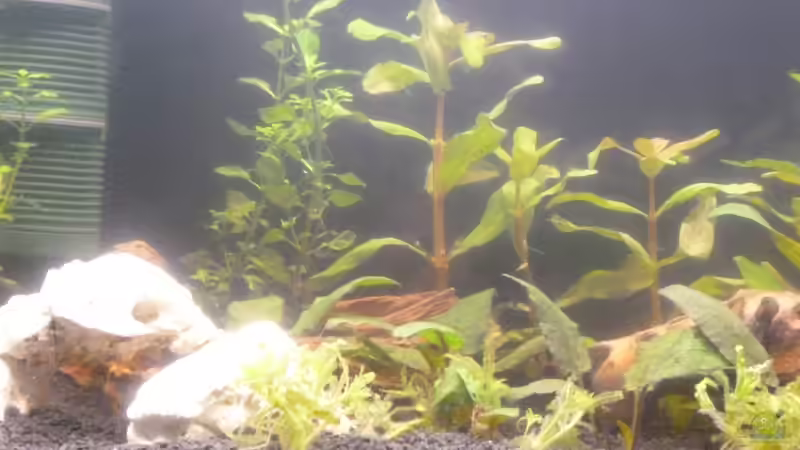Pflanzen im Aquarium Becken 25217 von Freudenfeuer (5)