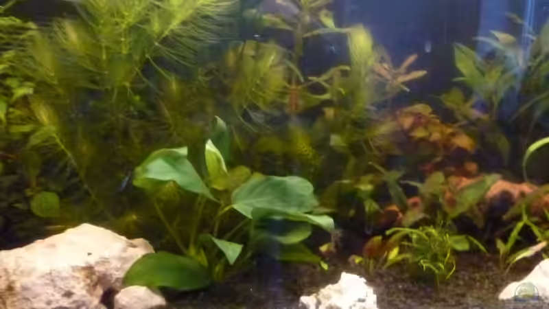Pflanzen im Aquarium Becken 25217 von Freudenfeuer (6)