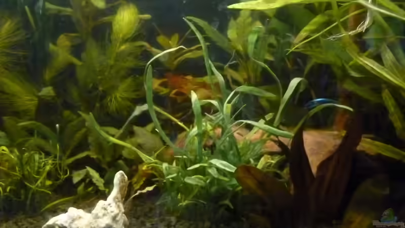 Pflanzen im Aquarium Becken 25217 von Freudenfeuer (7)