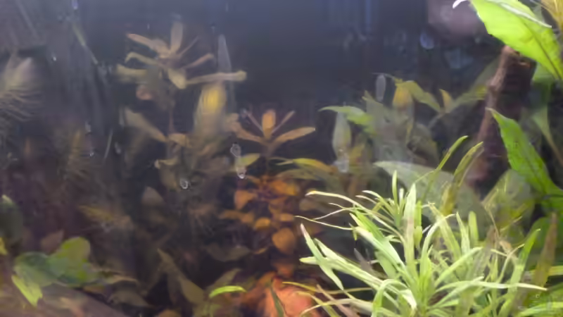 Pflanzen im Aquarium Becken 25217 von Freudenfeuer (8)