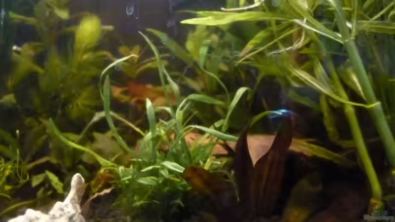 Pflanzen im Aquarium Becken 25217 von Freudenfeuer (9)